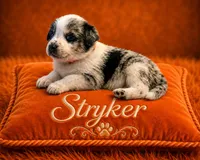 Stryker, a male Australian Cattle Dog and Australian Shepherd for sale in Mascotte, FL – 1 of 3