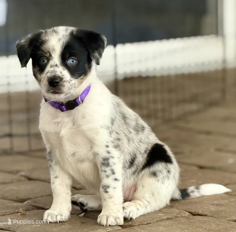Sloan  – Australian Cattle Dog, Australian Shepherd puppy for sale in Clermont, FL