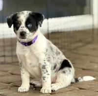 Sloan , a female Australian Cattle Dog and Australian Shepherd for sale in Clermont, FL – 1 of 6