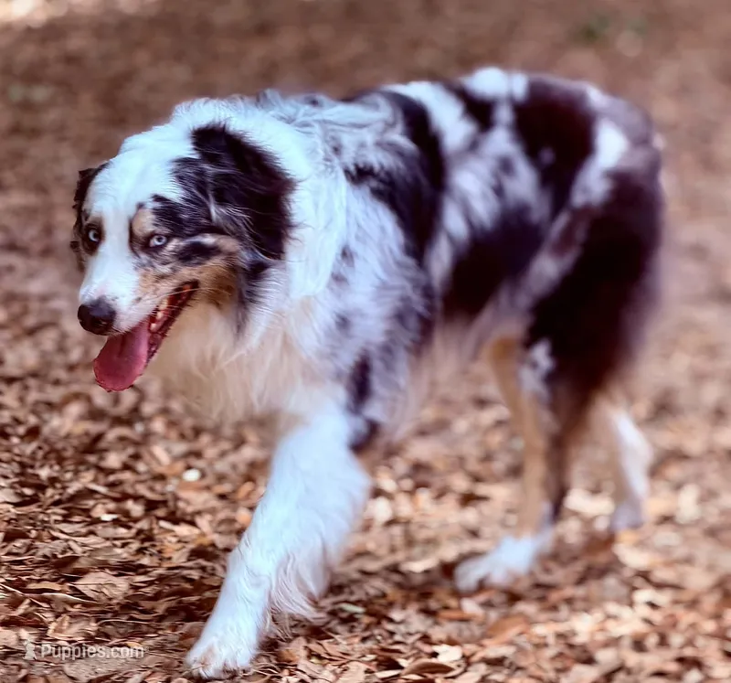 July 2026  – Australian Shepherd, German Shepherd Dog puppy for sale in Mascotte, FL