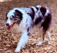 July 2026 , a  Australian Shepherd and German Shepherd Dog for sale in Mascotte, FL – Photo 1 of 2
