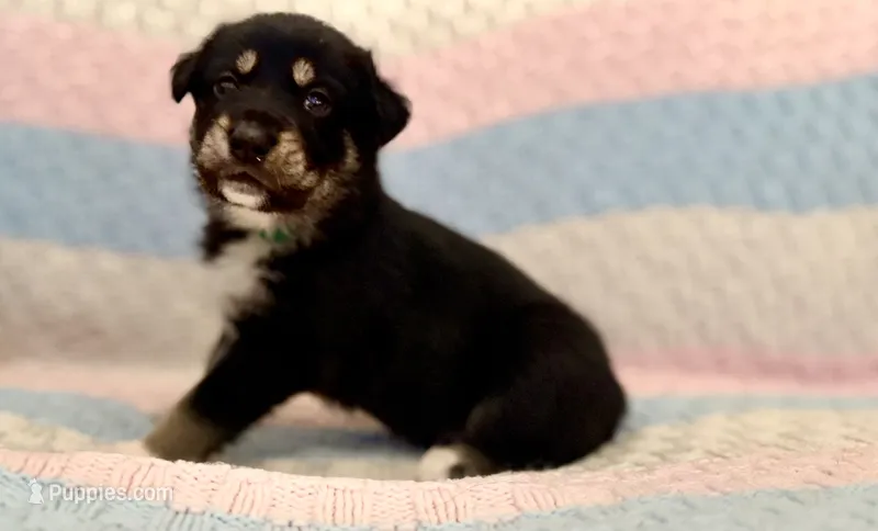 Vandal  – Australian Shepherd, German Shepherd Dog puppy for sale in Clermont, FL