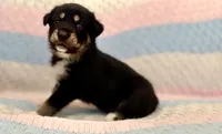 Vandal , a male Australian Shepherd and German Shepherd Dog for sale in Clermont, FL – 1 of 3