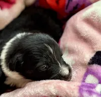 Bucky , a male Australian Shepherd for sale in Mascotte, FL – 3 of 3