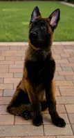Timber , a male Belgian Malinois and Belgian Tervuren for sale in Mascotte, FL – 1 of 2