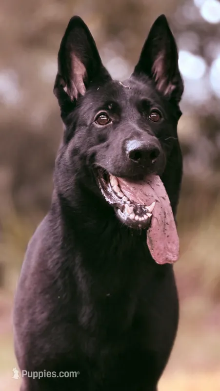 Coming Soon  – German Shepherd Dog puppy for sale in Mascotte, FL