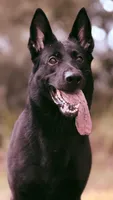 Rockstar Littwr , a male German Shepherd Dog for sale in Mascotte, FL – 1 of 3