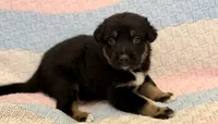 Draven , a male Australian Shepherd and German Shepherd Dog for sale in Clermont, FL – 2 of 3