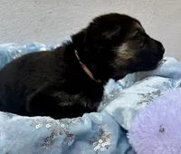 Hellania , a female German Shepherd Dog for sale in Mascotte, FL – 3 of 3