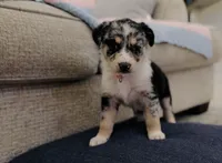 Medusa , a female Australian Shepherd and German Shepherd Dog for sale in Clermont, FL – 3 of 3