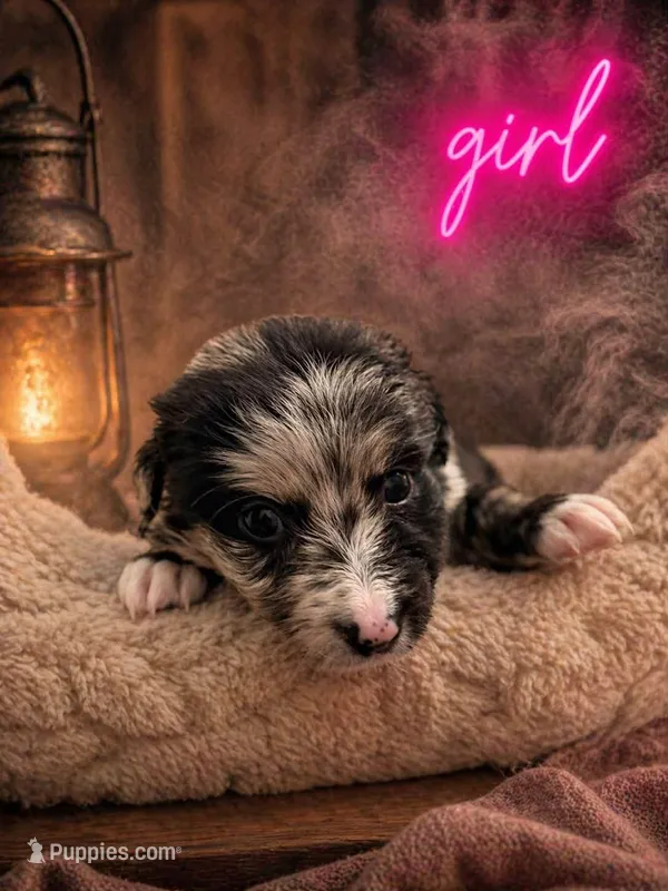 Ripley – Australian Shepherd puppy for sale in Mascotte, FL