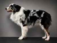 Aussies , a  Australian Shepherd for sale in Mascotte, FL – 3 of 4