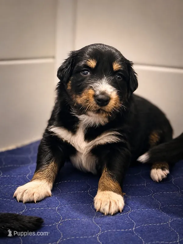 Warden – Australian Shepherd, German Shepherd Dog puppy for sale in Clermont, FL