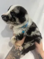 Bullet , a male Australian Shepherd and German Shepherd Dog for sale in Mascotte, FL – Photo 2 of 3