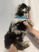 Bullet , a male Australian Shepherd and German Shepherd Dog for sale in Mascotte, FL – Photo 3 of 3