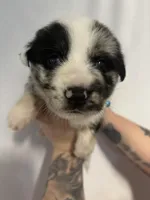 Bullet , a male Australian Shepherd and German Shepherd Dog for sale in Mascotte, FL – Photo 1 of 3
