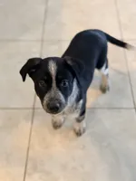 Cash , a male Australian Cattle Dog and Australian Shepherd for sale in Clermont, FL – 2 of 4