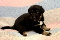 Draven , a male Australian Shepherd and German Shepherd Dog for sale in Clermont, FL – 3 of 3