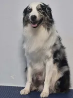 Aussies , a  Australian Shepherd for sale in Mascotte, FL – 2 of 4