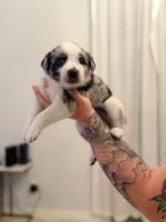 Havana , a female Australian Cattle Dog and Australian Shepherd for sale in Mascotte, FL – 2 of 4