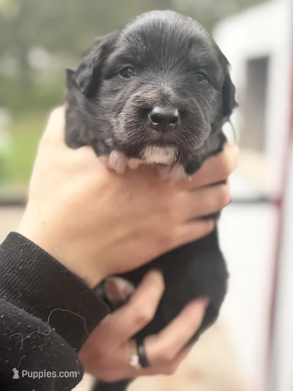 Wilder – Australian Shepherd puppy for sale in Clermont, FL