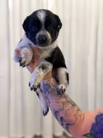 Cash, a male Australian Cattle Dog and Australian Shepherd for sale in Mascotte, FL – 3 of 4