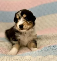 Hades, a male Australian Shepherd and German Shepherd Dog for sale in Clermont, FL – 3 of 3