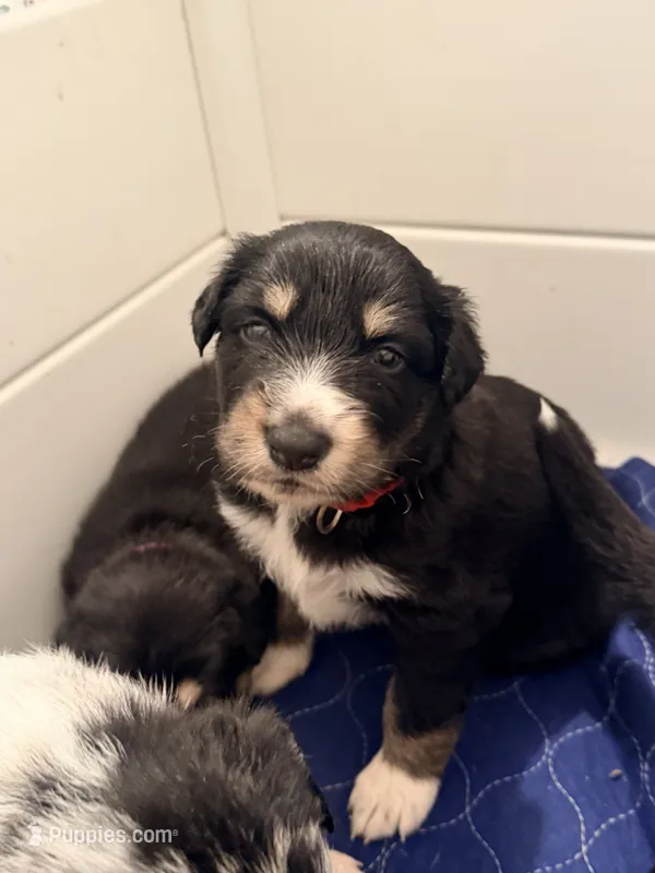 Warden  – Australian Shepherd, German Shepherd Dog puppy for sale in Clermont, FL