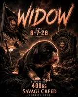 Widow , a female Australian Shepherd and German Shepherd Dog for sale in Mascotte, FL – 1 of 4