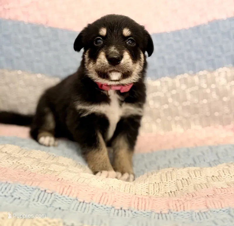 Widow  – Australian Shepherd, German Shepherd Dog puppy for sale in Clermont, FL
