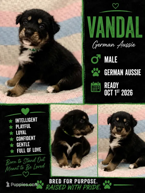 Vandal – Australian Shepherd, German Shepherd Dog puppy for sale in Clermont, FL
