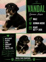 Vandal, a male Australian Shepherd and German Shepherd Dog for sale in Clermont, FL – 1 of 4