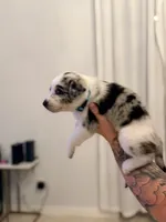 Havana , a female Australian Cattle Dog and Australian Shepherd for sale in Mascotte, FL – 3 of 4