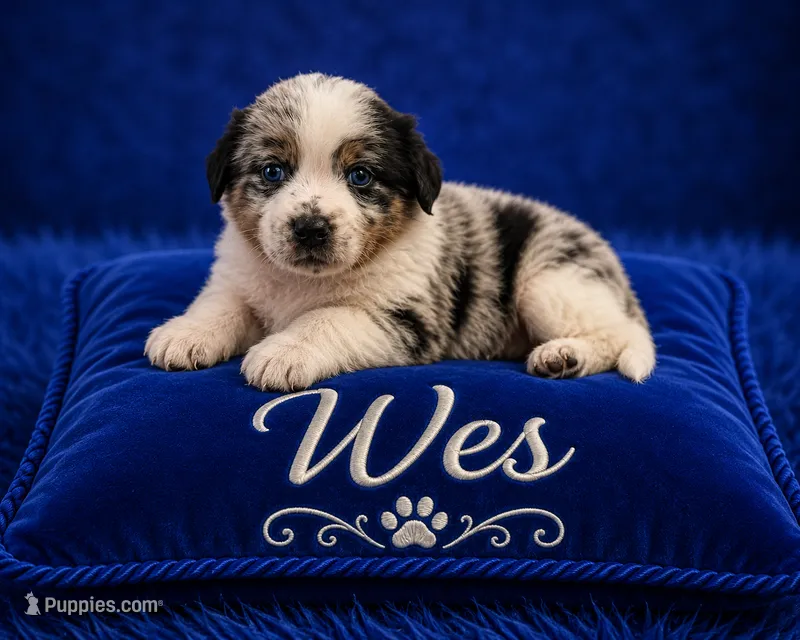 Wes – Australian Cattle Dog, Australian Shepherd puppy for sale in Mascotte, FL