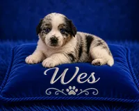 Wes, a male Australian Cattle Dog and Australian Shepherd for sale in Mascotte, FL – 1 of 4