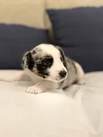 Havana , a female Australian Cattle Dog and Australian Shepherd for sale in Clermont, FL – 4 of 4