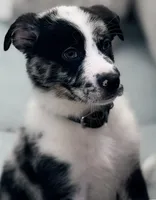 Bullet , a male Australian Shepherd and German Shepherd Dog for sale in Mascotte, FL – Photo 2 of 3