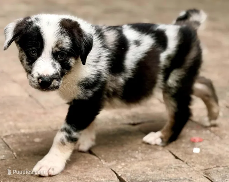 Bullet  – Australian Shepherd, German Shepherd Dog puppy for sale in Mascotte, FL