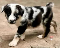 Bullet , a male Australian Shepherd and German Shepherd Dog for sale in Mascotte, FL – Photo 1 of 3