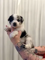 Stryker, a male Australian Cattle Dog and Australian Shepherd for sale in Mascotte, FL – 3 of 3