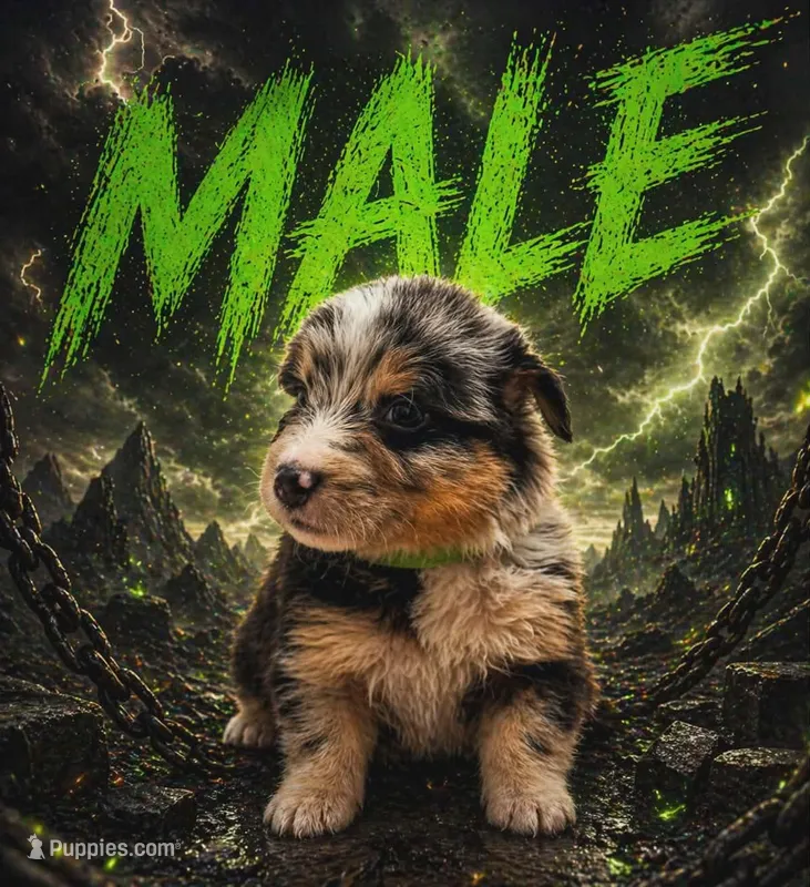 Thunder  – Australian Shepherd puppy for sale in Mascotte, FL