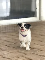 Sloan , a female Australian Cattle Dog and Australian Shepherd for sale in Clermont, FL – 6 of 6