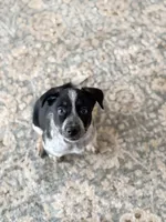 Cash , a male Australian Cattle Dog and Australian Shepherd for sale in Clermont, FL – 3 of 4