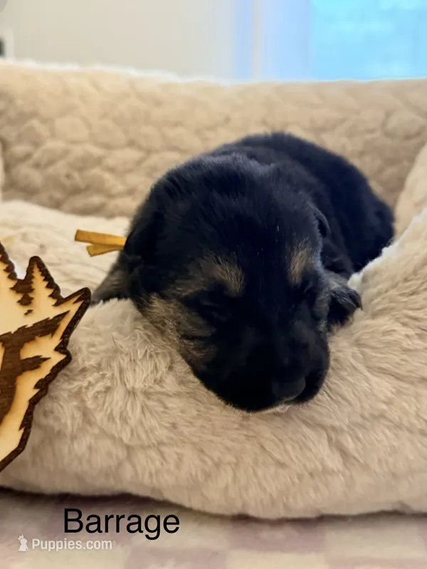 Barrage  – German Shepherd Dog puppy for sale in Mascotte, FL