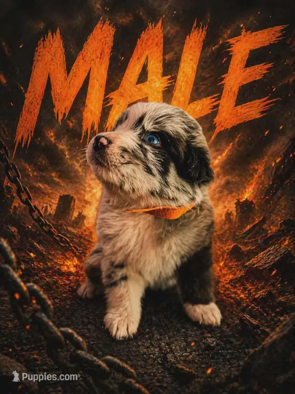 Titan  – Australian Shepherd puppy for sale in Mascotte, FL