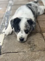 Stryker , a male Australian Cattle Dog and Australian Shepherd for sale in Mascotte, FL – 3 of 5