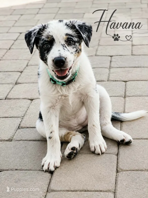Havana  – Australian Cattle Dog, Australian Shepherd puppy for sale in Clermont, FL