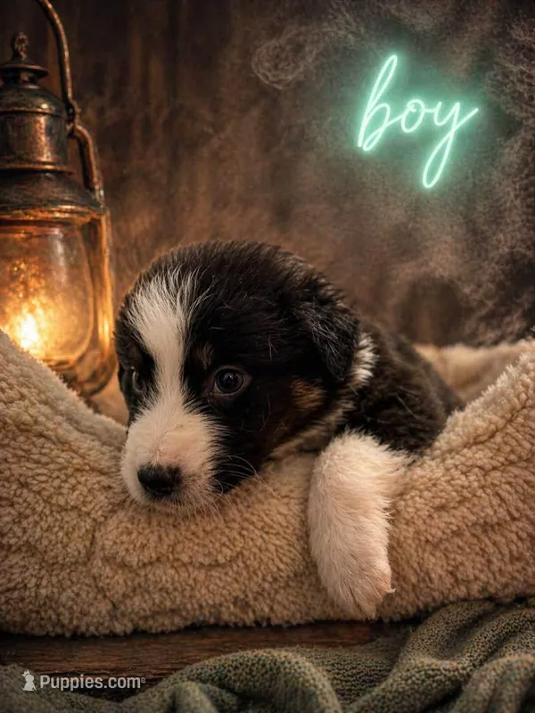 Maverick  – Australian Shepherd puppy for sale in Mascotte, FL