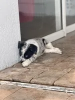 Sloan , a female Australian Cattle Dog and Australian Shepherd for sale in Clermont, FL – 5 of 6