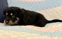 Vandal , a male Australian Shepherd and German Shepherd Dog for sale in Clermont, FL – 3 of 3